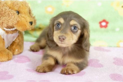 成約済の兵庫県のミニチュアダックスフンド-9481の1枚目