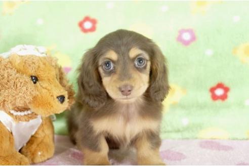 成約済の兵庫県のミニチュアダックスフンド-9481の2枚目