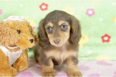 成約済の兵庫県のミニチュアダックスフンド-9481の3枚目