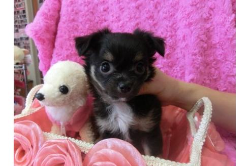 成約済の京都府のチワワ-10470の1枚目