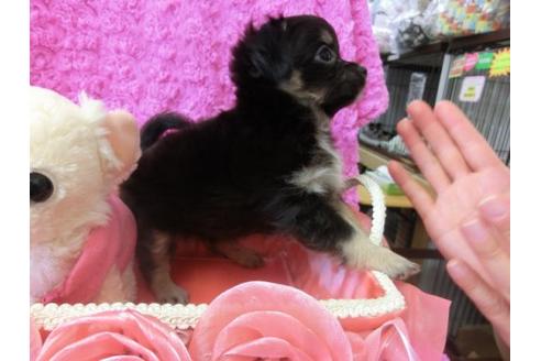 成約済の京都府のチワワ-10470の2枚目