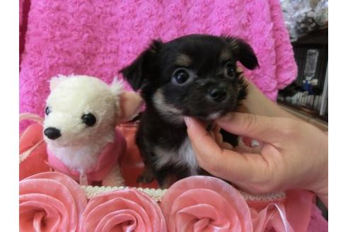 成約済の京都府のチワワ-10470の3枚目