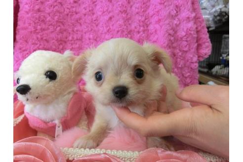 成約済の京都府のチワワ-10471の1枚目