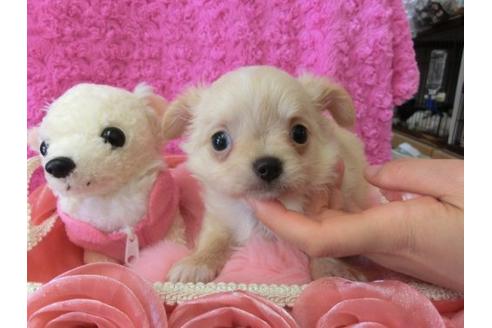 成約済の京都府のチワワ-10471の2枚目