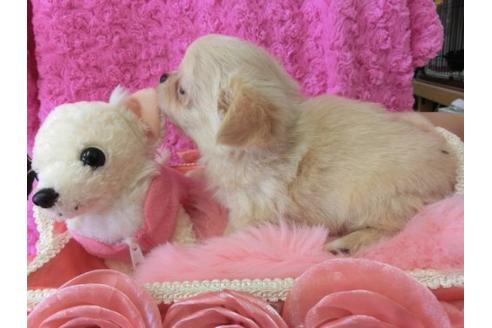 成約済の京都府のチワワ-10471の3枚目