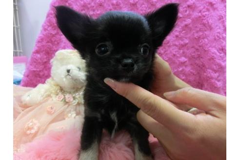 成約済の京都府のチワワ-10472の2枚目