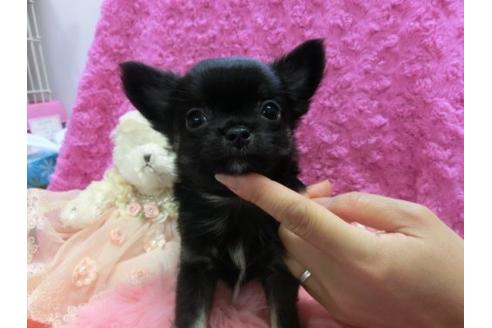 成約済の京都府のチワワ-10472の3枚目