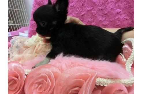 成約済の京都府のチワワ-10472の1枚目