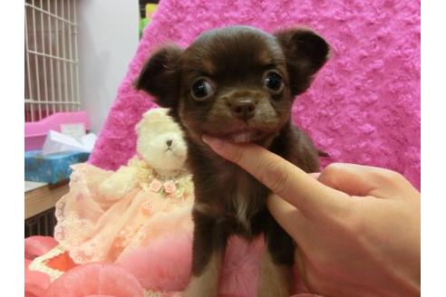 成約済の京都府のチワワ-10473の1枚目