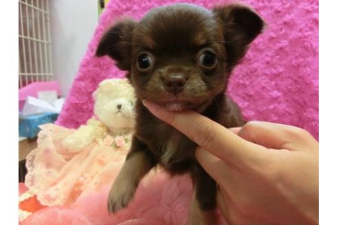 成約済の京都府のチワワ-10473の2枚目