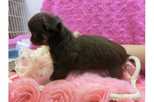 成約済の京都府のチワワ-10473の3枚目