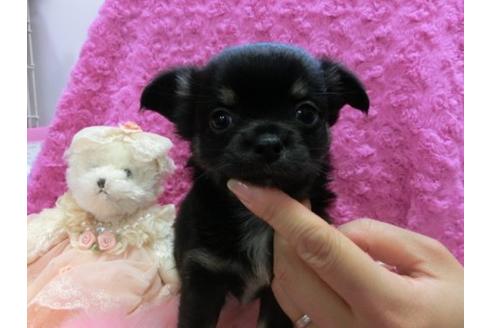 成約済の京都府のチワワ-10474の1枚目