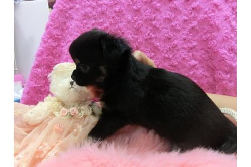 成約済の京都府のチワワ-10474の2枚目