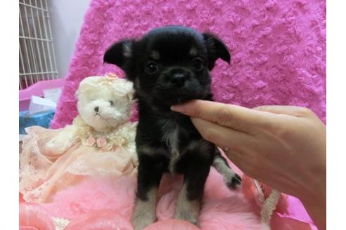 成約済の京都府のチワワ-10474の3枚目