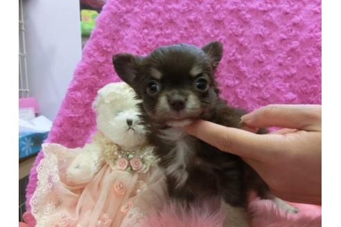 成約済の京都府のチワワ-10475の1枚目