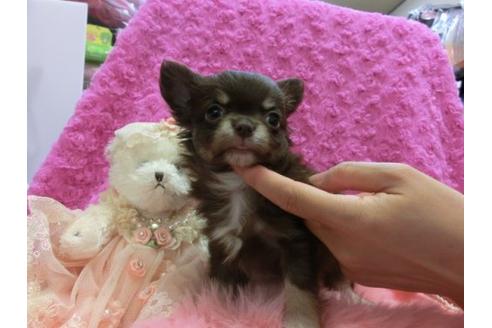 成約済の京都府のチワワ-10475の2枚目