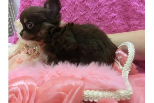 成約済の京都府のチワワ-10475の3枚目