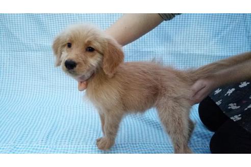 成約済の茨城県のミックス犬-10500の1枚目