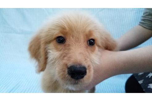 成約済の茨城県のミックス犬-10500の2枚目