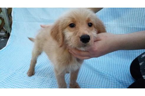 成約済の茨城県のミックス犬-10500の3枚目