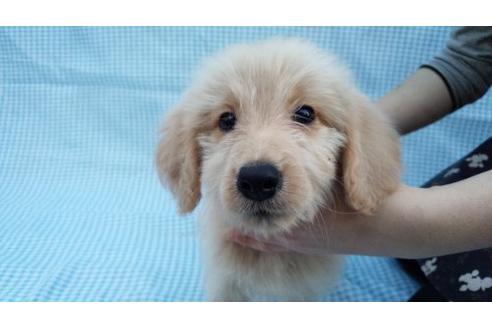 成約済の茨城県のミックス犬-10501の1枚目