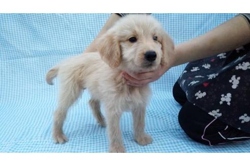 成約済の茨城県のミックス犬-10501の2枚目