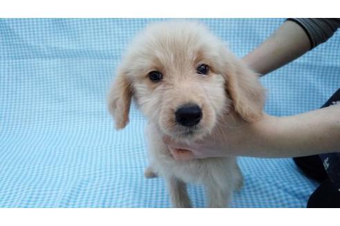 成約済の茨城県のミックス犬-10501の3枚目