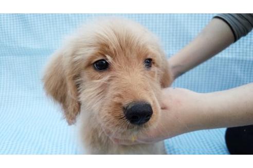 成約済の茨城県のミックス犬-10502の1枚目