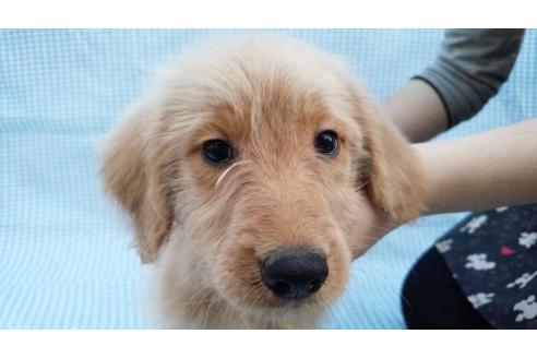 成約済の茨城県のミックス犬-10502の2枚目