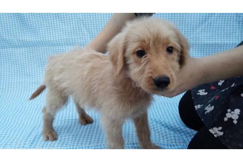 成約済の茨城県のミックス犬-10502の3枚目