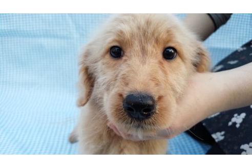 成約済の茨城県のミックス犬-10503の1枚目
