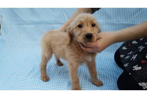 成約済の茨城県のミックス犬-10503の2枚目