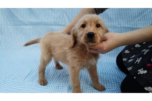 成約済の茨城県のミックス犬-10503の3枚目