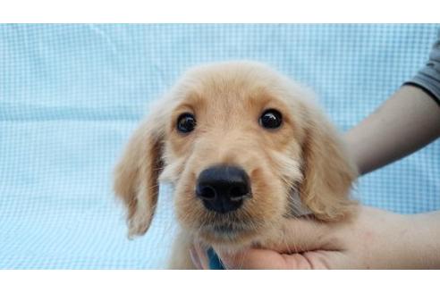 成約済の茨城県のミックス犬-10504の1枚目