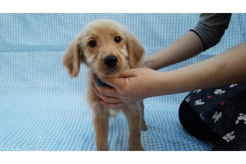 成約済の茨城県のミックス犬-10504の2枚目