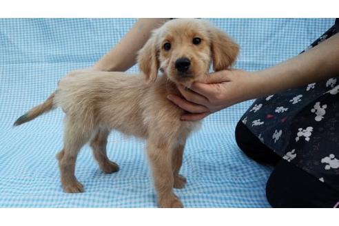 成約済の茨城県のミックス犬-10504の3枚目