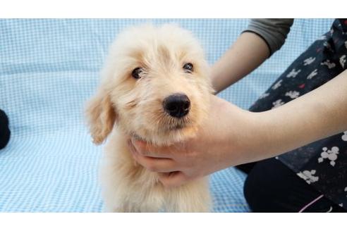 成約済の茨城県のミックス犬-10505の1枚目