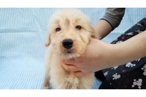成約済の茨城県のミックス犬-10505の2枚目