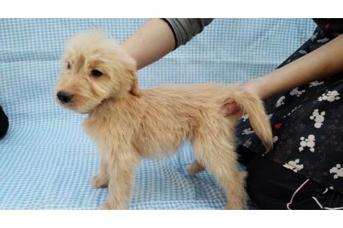 成約済の茨城県のミックス犬-10505の3枚目