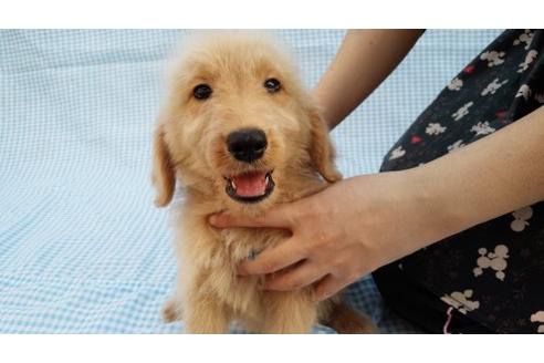成約済の茨城県のミックス犬-10506の1枚目