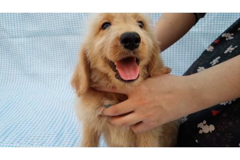 成約済の茨城県のミックス犬-10506の2枚目