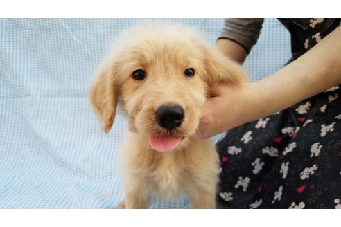 成約済の茨城県のミックス犬-10507の1枚目