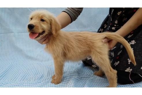 成約済の茨城県のミックス犬-10507の2枚目