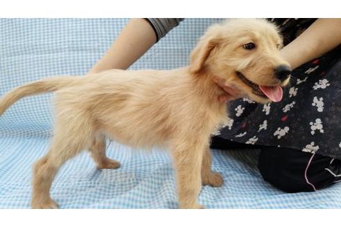 成約済の茨城県のミックス犬-10507の3枚目
