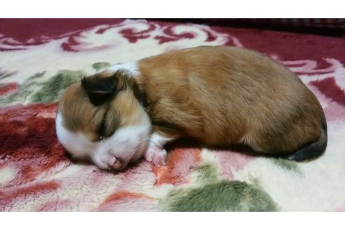 成約済の愛知県のチワワ-10516の3枚目