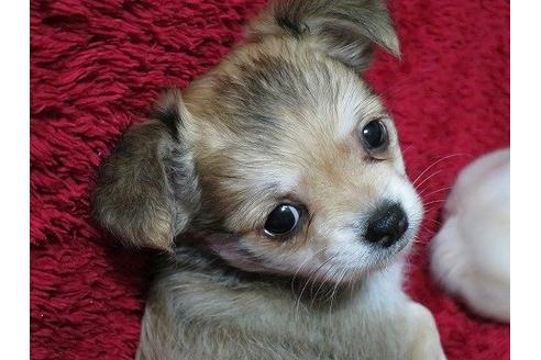 成約済の愛知県のチワワ-10518の1枚目