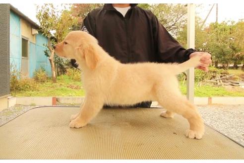 成約済の栃木県のゴールデンレトリーバー-9726の2枚目