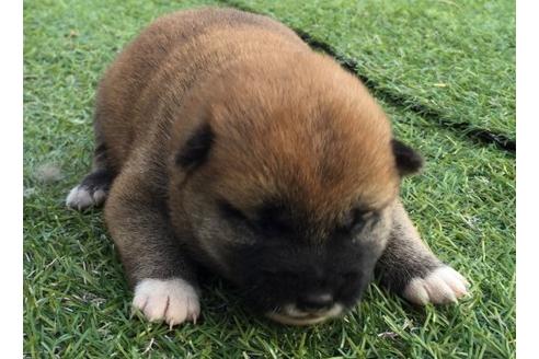 成約済の長崎県の柴犬-10522の1枚目
