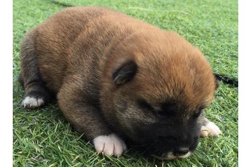 成約済の長崎県の柴犬-10522の2枚目