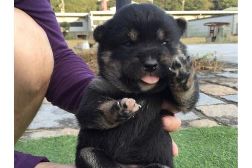成約済の長崎県の柴犬-10525の1枚目